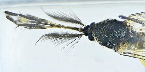 Aedes rusticus